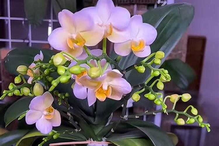 什么品种蝴蝶兰最好养(养不死的蝴蝶兰品种)