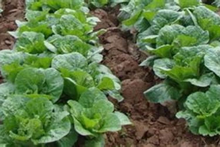 叶绿素控旺多久喷一次