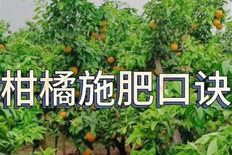 烂桔子怎么发酵做肥料