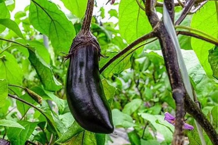 天麻追叶面肥有效果吗？党参水溶肥有哪些 五味子专用水溶肥选“根小子...