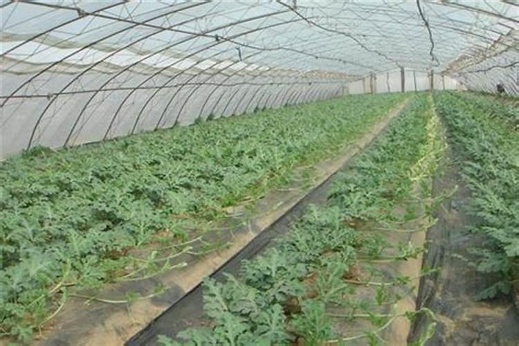 西瓜刚移栽能喷叶面肥吗