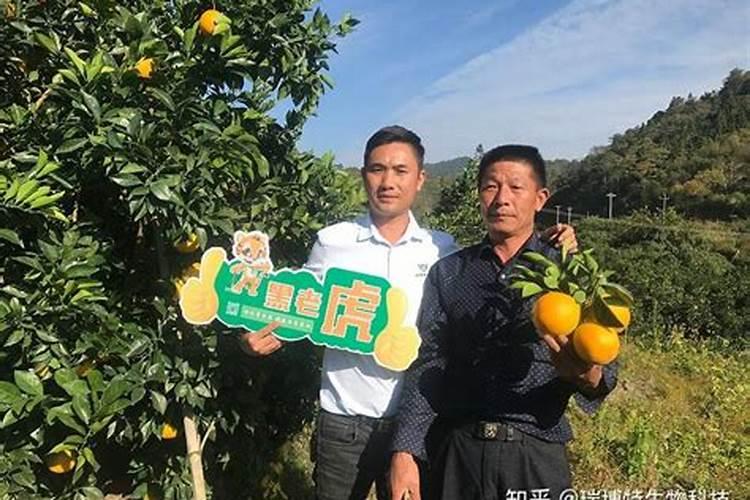 脐橙冬肥施什么肥好？