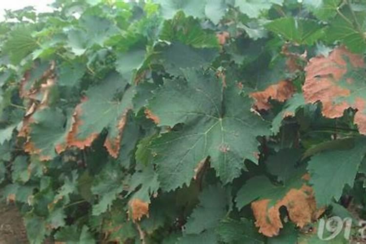 葡萄缺钙有什么危害 葡萄种植怎么补钙