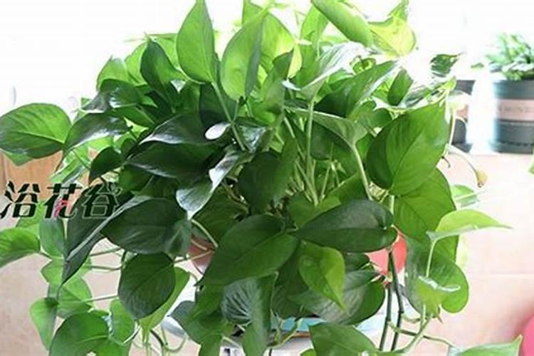 绿萝可以施复合肥吗