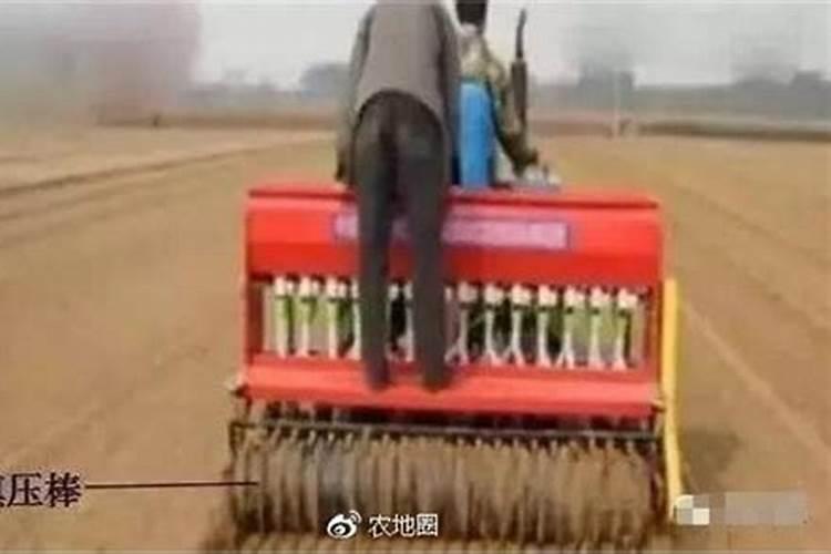 高抗素小麦播种后多久可以施肥？