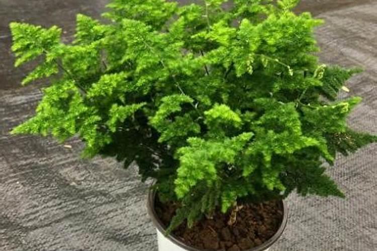 云竹怎么养殖方法及注意事项