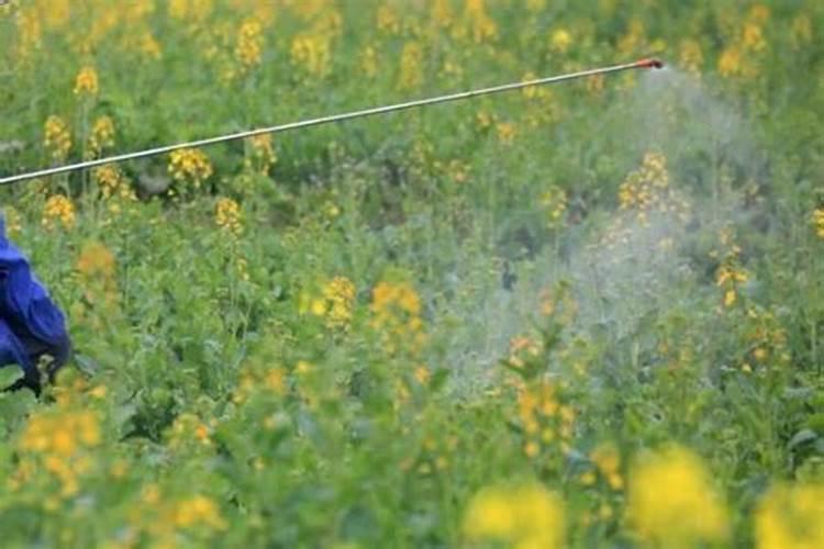 油菜的硼肥怎么施用？