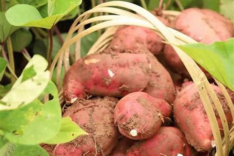 红薯底肥最佳配方
