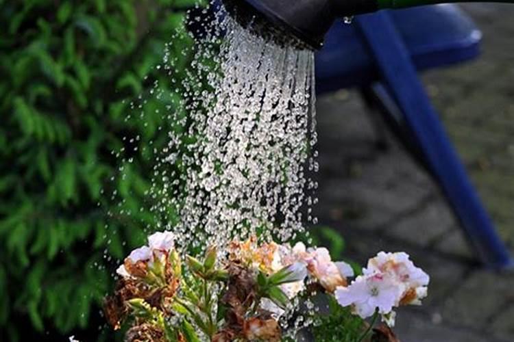 叶面肥浇花会不会死亡？