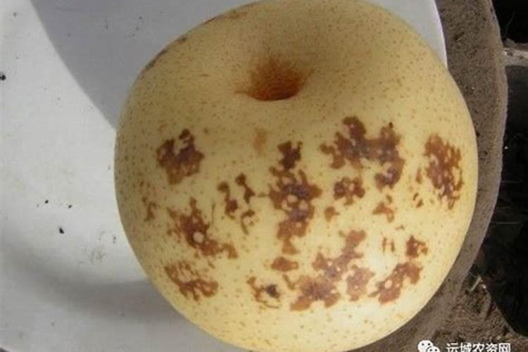 请老师们帮忙如何解决皇冠梨鸡爪纹的问题？