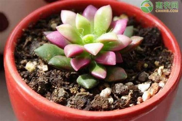 多肉植物施什么肥好