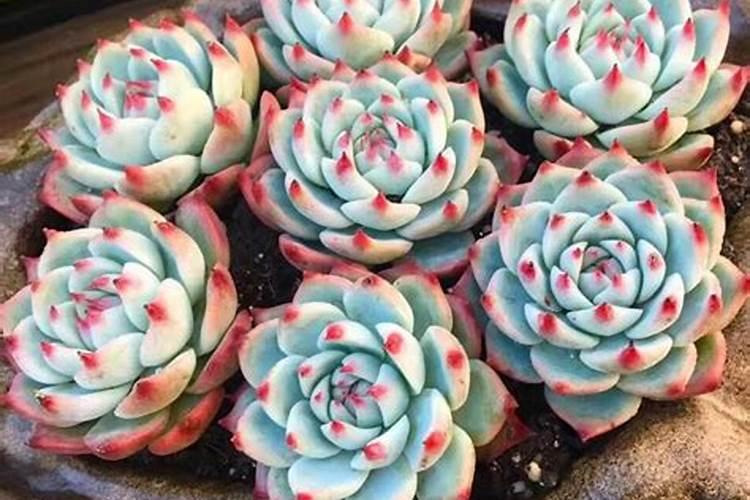 家中经常见的哪些东西是多肉的极品肥料？