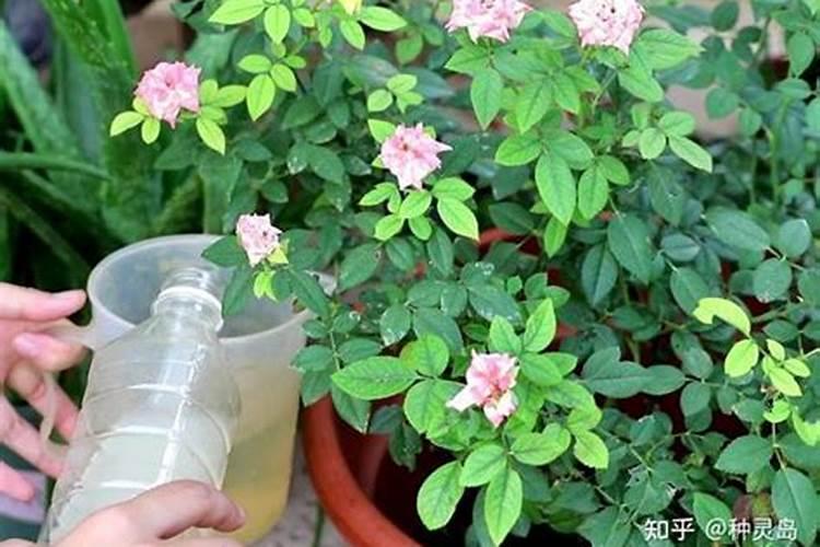 月季水溶肥灌根和喷洒的区别在哪？