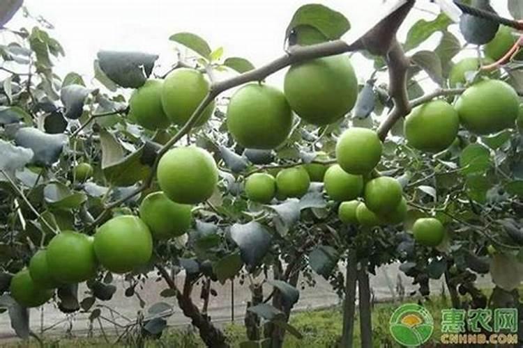 青枣高产施肥技巧 青枣应该怎么施肥