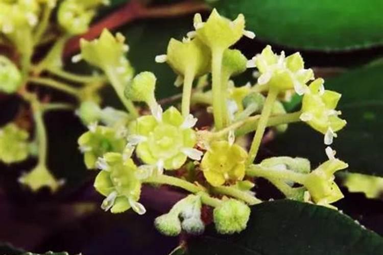 青枣开花后要怎么打理才挂果