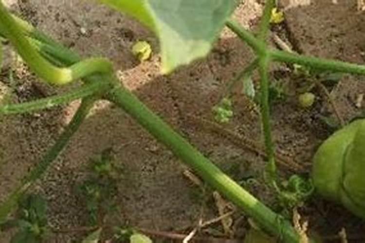 佛手瓜用什么肥料最好