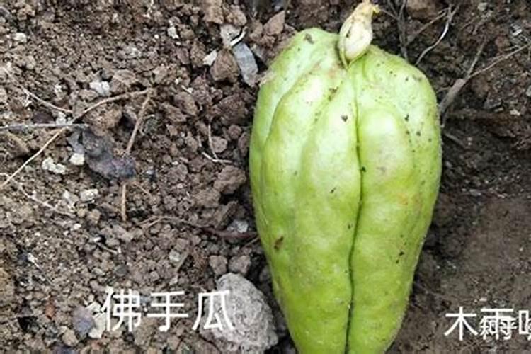 佛手瓜种植方法？