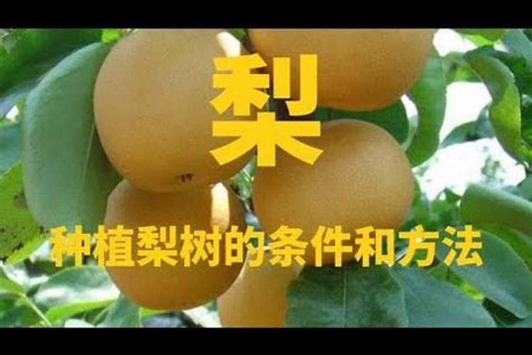 农户种植梨树应注意什么或怎样提高经济效益？
