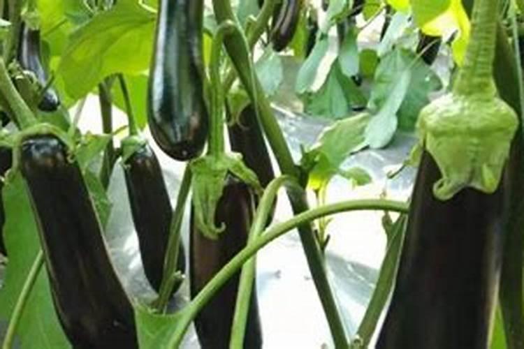 茄子黑又亮什么时间喷施好