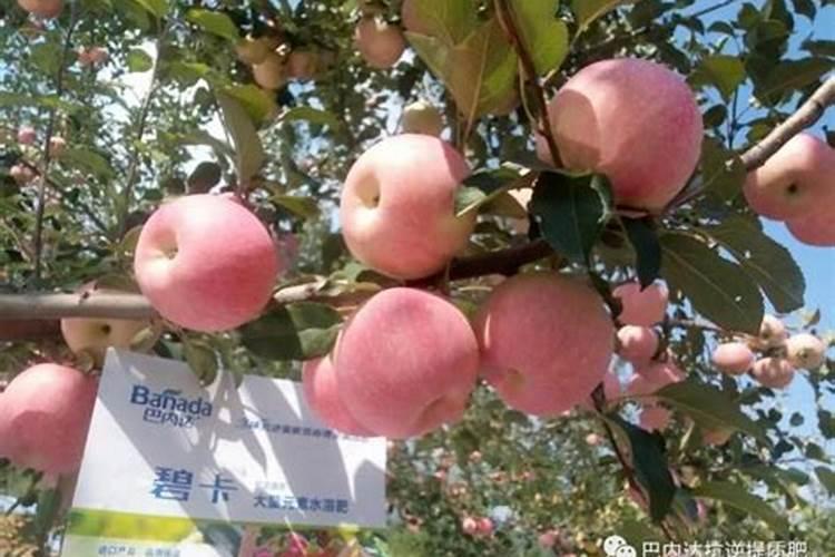 果树补牺元素可以吗