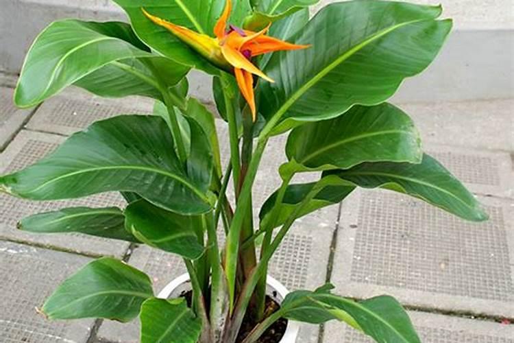 天堂鸟室内盆栽怎么养