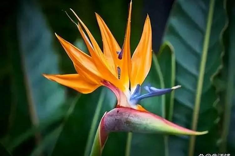 天堂鸟怎么养？记住“3要求2注意”,叶片翠绿,还能开出花