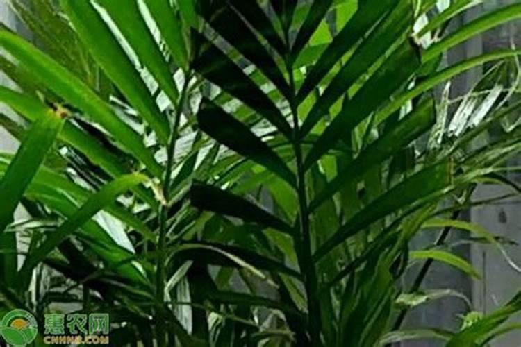 散尾葵用什么肥料最好,怎么施肥