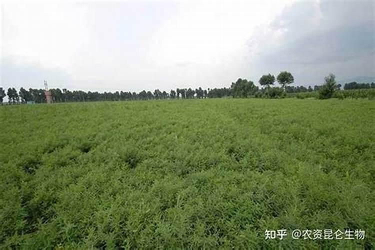 ...膨大用什么？黄芪追肥用哪种肥？黄芪增产专用叶面肥昆仑风