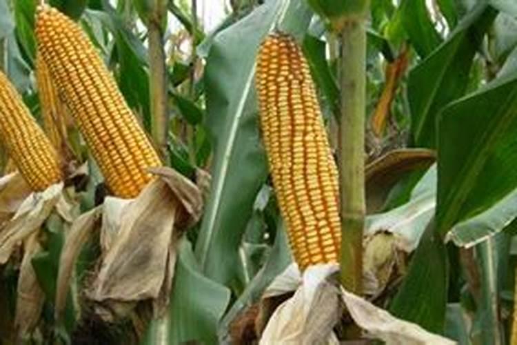 玉米黄叶病用什么药？