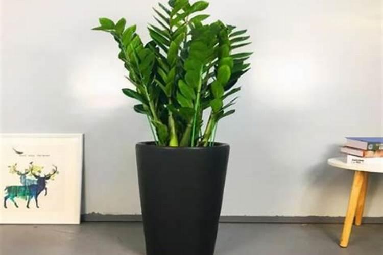 金钱树的施肥方法和注意事项