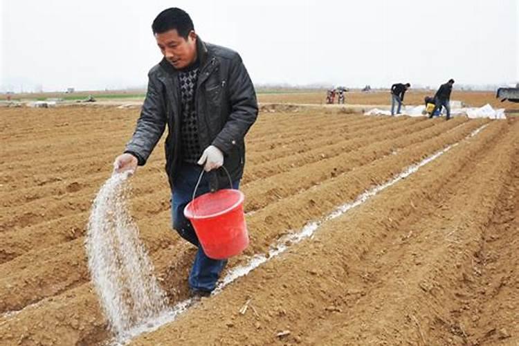 销酸铵钙肥能不能在薄膜地下冲施土豆？