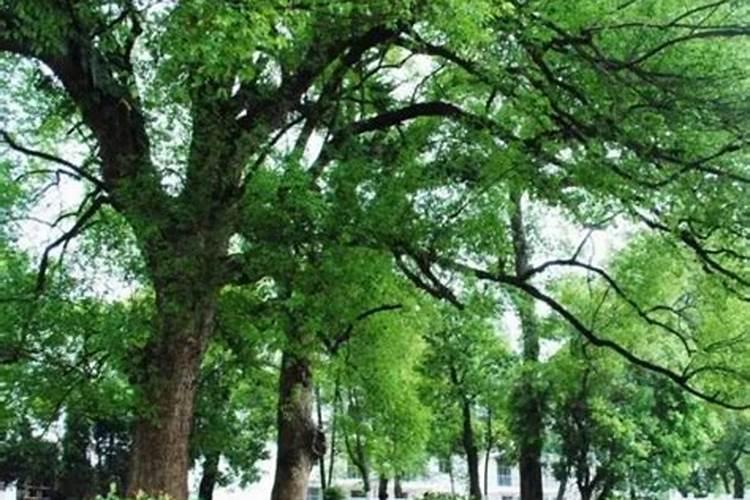 香樟树施什么肥好