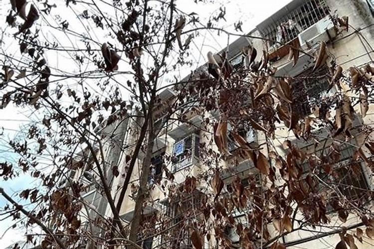 樟树突然树叶全部枯死了原因