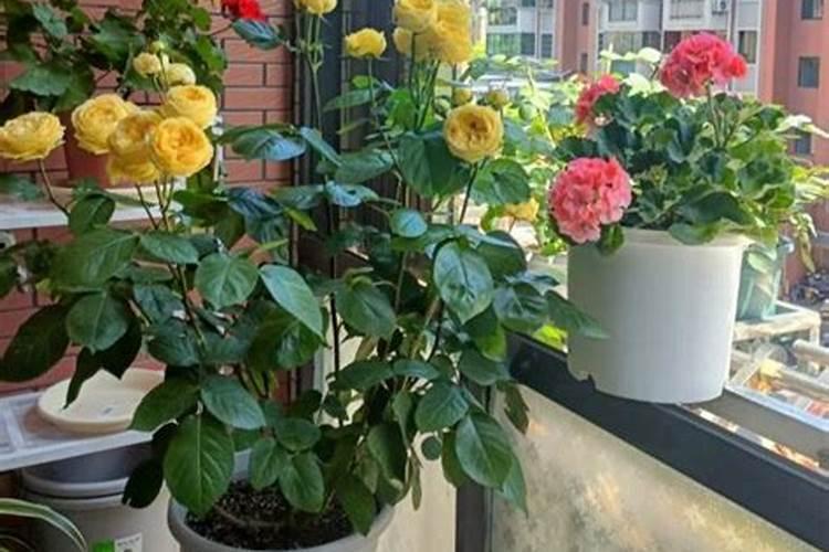 爆花还是度夏,你的夏季施肥方向很关键!