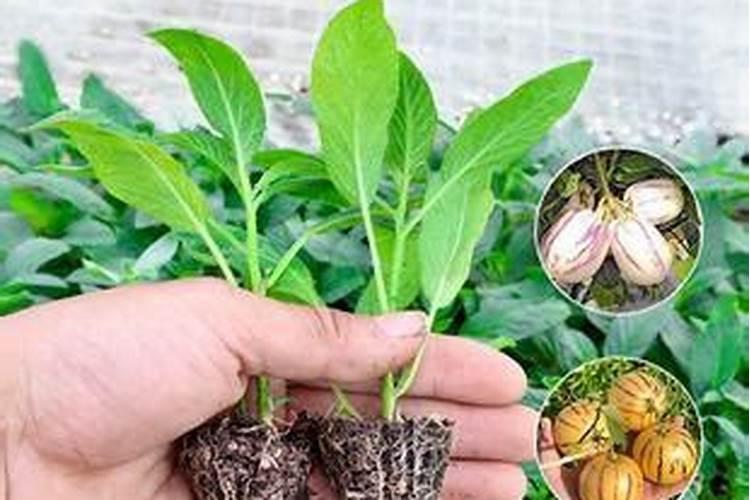 人生果苗期用什么肥