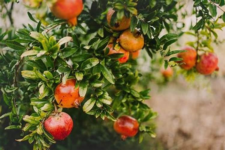 石榴树上什么肥