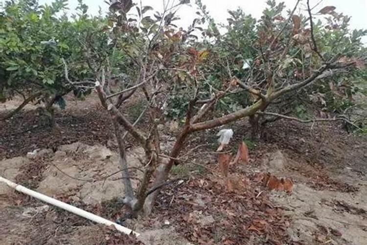 怎么救活快要干枯的果树