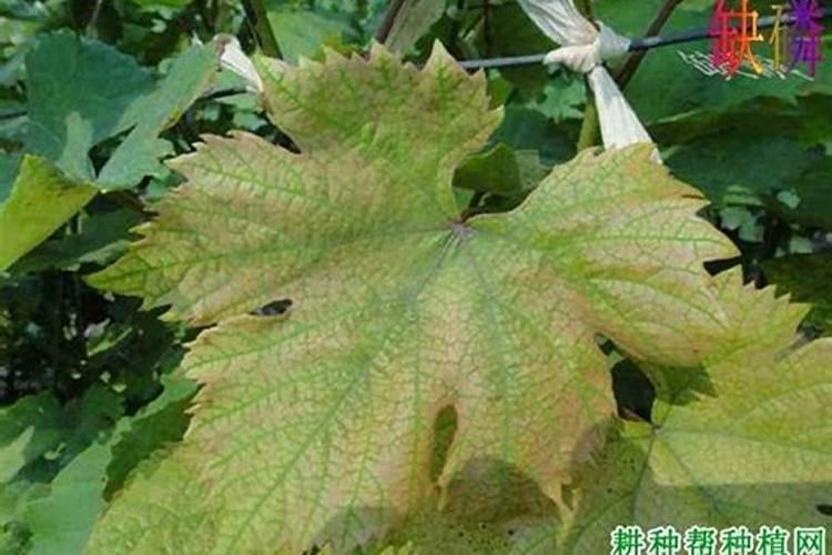 磷肥对果树的作用是什么？