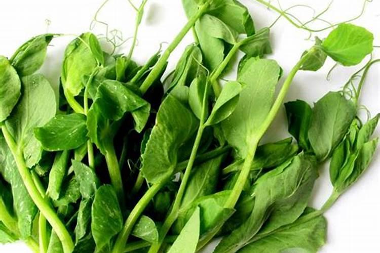 磷酸二氢钾能用于豌豆尖吗