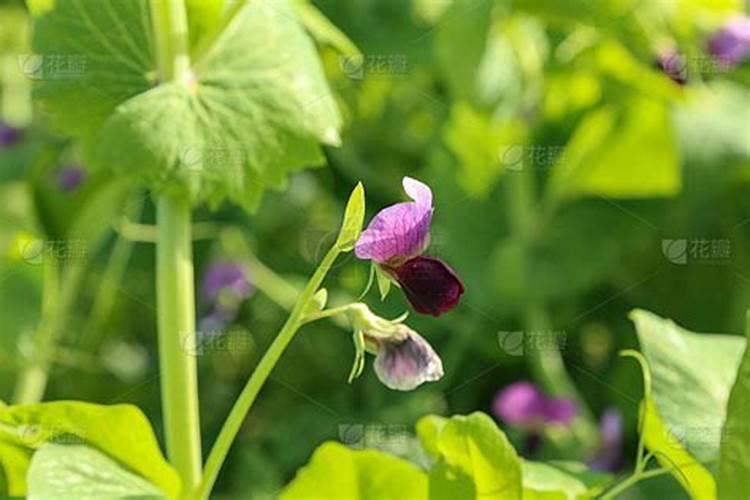 甜豌豆光开花不结果该施什么肥