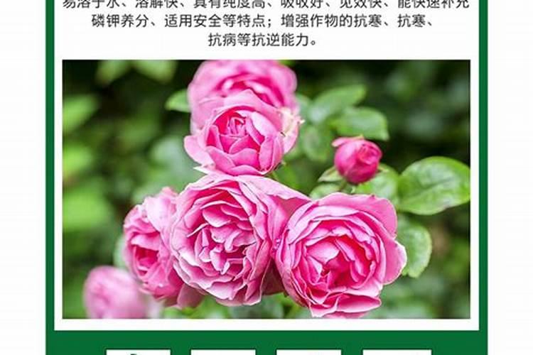 盆栽花怎样用钾肥(钾肥浇花)