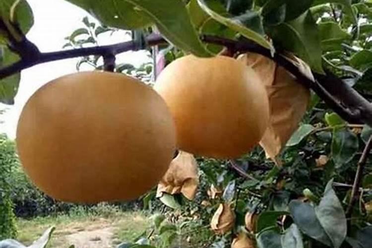 八月下旬秋月梨果实偏小施什么肥能促进果实膨大