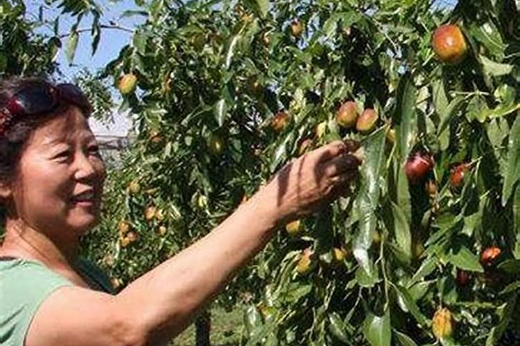 叶面肥追肥效果怎么样？蔬果专用叶面肥？优质叶面肥生产厂家？