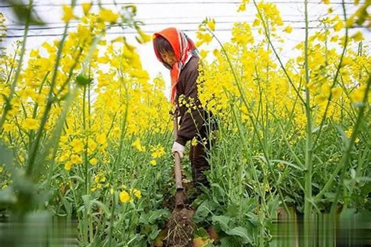 果树硼肥施用技术规范