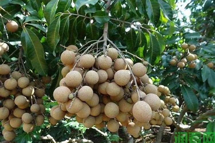 龙眼用硼肥料怎么施肥