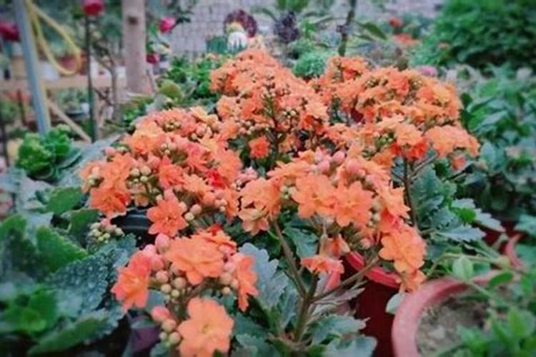 什么花卉用磷肥最好？