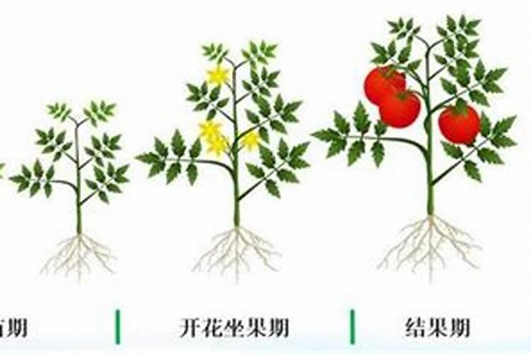 番茄生长期适合用磷肥吗为什么？