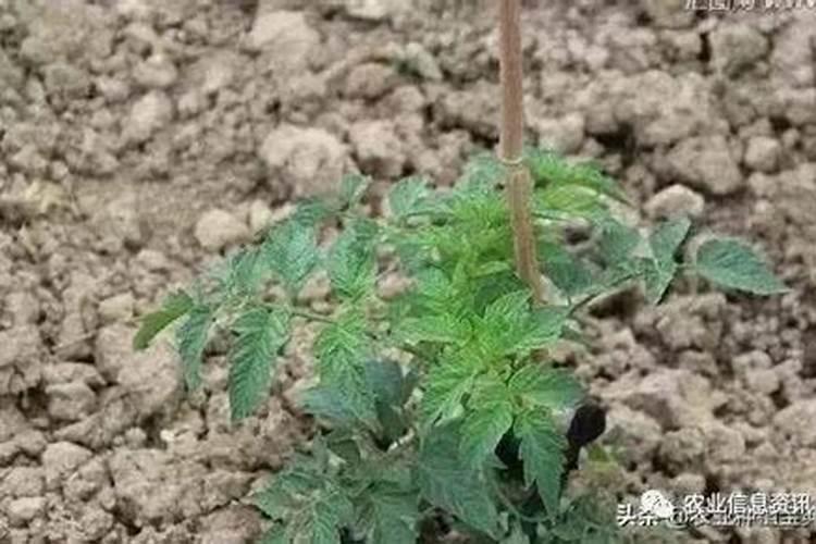 夏天番茄苗期能冲高磷肥吗