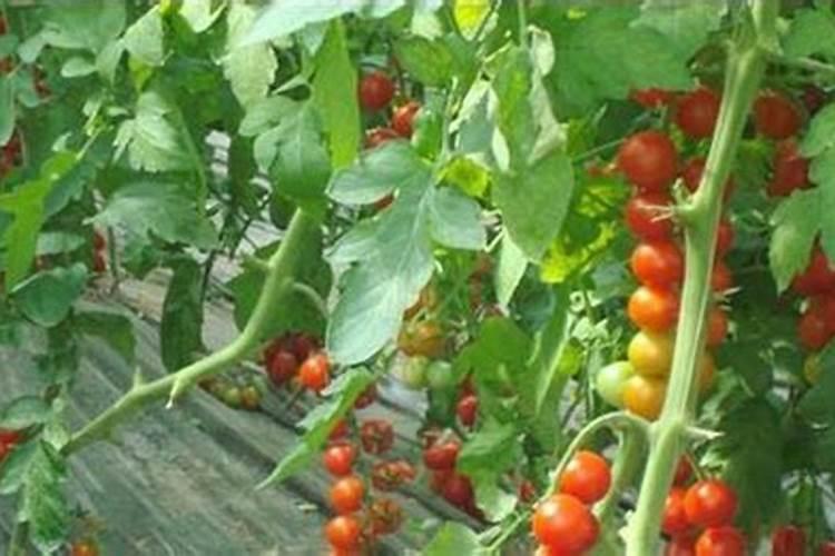 番茄的生态习性是什么 要求有较多的磷