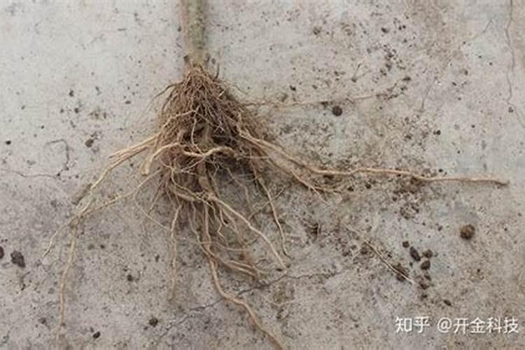 碳丰源悬浮液体水溶肥怎么样？